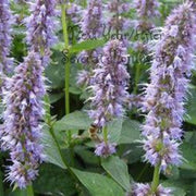 Anise Hyssop Live Plants – Agastache rugosa White & Purple Mix