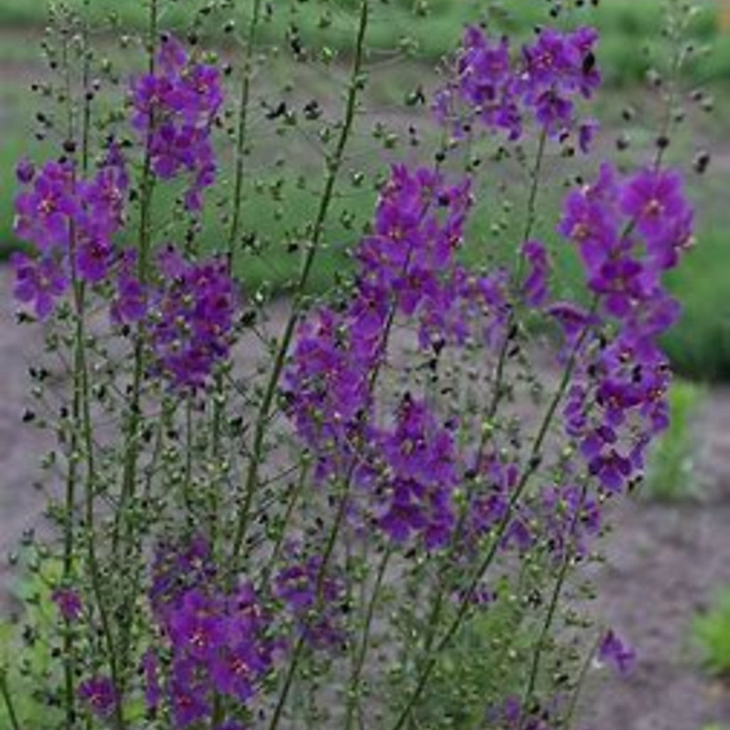 Purple Mullein &