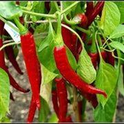 Ring of Fire Cayenne Pepper Seeds – 25 Hot Pepper Seeds