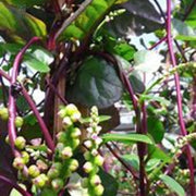 Red Malabar Spinach Live Plant – Basella rubra – Heat-Loving Edible Climbing Vine