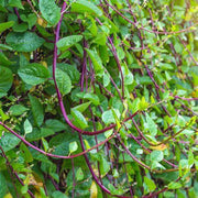 Red Malabar Spinach Live Plant – Basella rubra – Heat-Loving Edible Climbing Vine
