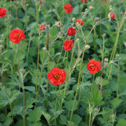Geum 'Mrs. J. Bradshaw' (Feuerball) Live Plants – Semi-Double Red Blooms, Perennial, Zones 4–10