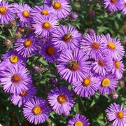 New England Aster Seeds - Native Fall Bloomer, Pollinator-Friendly, 100 Count
