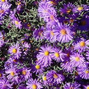 New England Aster Seeds - Native Fall Bloomer, Pollinator-Friendly, 100 Count