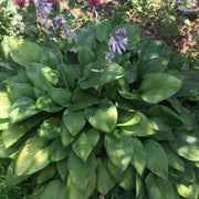 Purple Flowering Hosta Plants – Shade Perennial, Zones 4–9