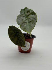 Alocasia Azlanii – Rare Tropical Live Indoor Plant – 4" Pot
