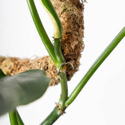 SuperMoss Bendable Moss Pole for Monstera, Pothos & Philodendron 36" Plant Support