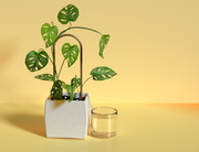 Self-Watering Plant Climber