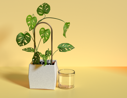 Self-Watering Plant Climber