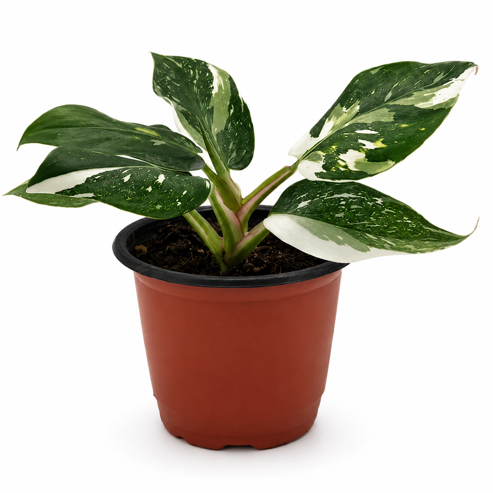 Philodendron White Princess – 4-Inch Pot – Nursery pot / 4" Pot