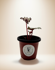 Begonia Macarena – 4-Inch Pot – 4" Pot / Self-watering