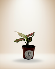 Aglaonema Diamond Red – 3-Inch Pot – 3" Pot / Self-watering