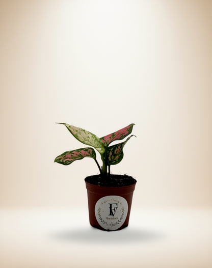 Aglaonema Diamond Red