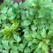 Lovage Live Plant – Levisticum officinale – Perennial Celery-Flavored Culinary Herb – Zones 4–8