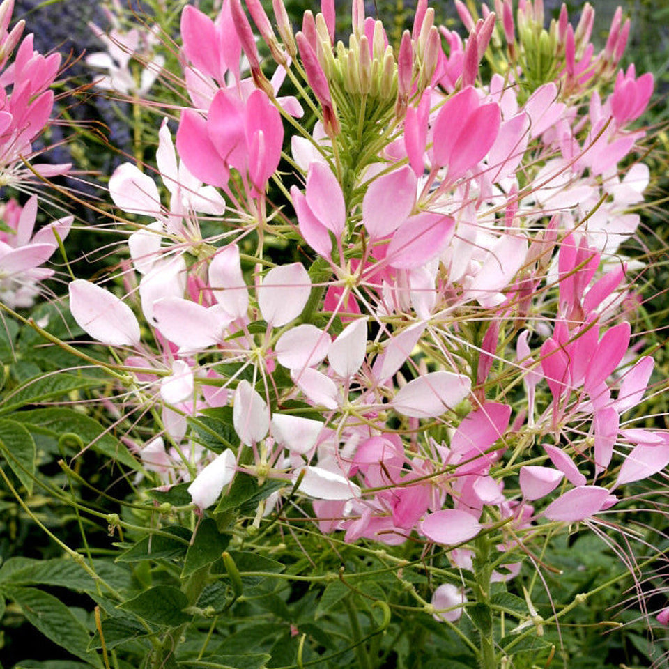 Cleome Seeds (Spider Flower) – 50 Seeds, Self-Seeding Annual, Pink &amp; Purple Blooms