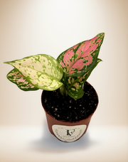 Aglaonema Diamond Red – 3-Inch Pot