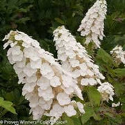 Oakleaf Hydrangea Seeds – Hydrangea quercifolia – Native Flowering Shrub – 100 Seeds – Zones 5–9