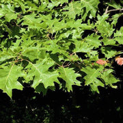 Northern Red Oak Tree - Native Shade Tree, Fall Color, Potted, Full-Part Sun, Zones 3-8