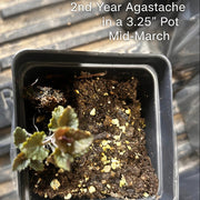 Native Anise Hyssop Live Plant – Agastache foeniculum, Zones 4–8
