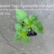Native Anise Hyssop Live Plant – Agastache foeniculum, Zones 4–8