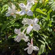 Hardy Jasmine Live Plant – Jasminum officinale – Fragrant White Flowering Vine – Perennial