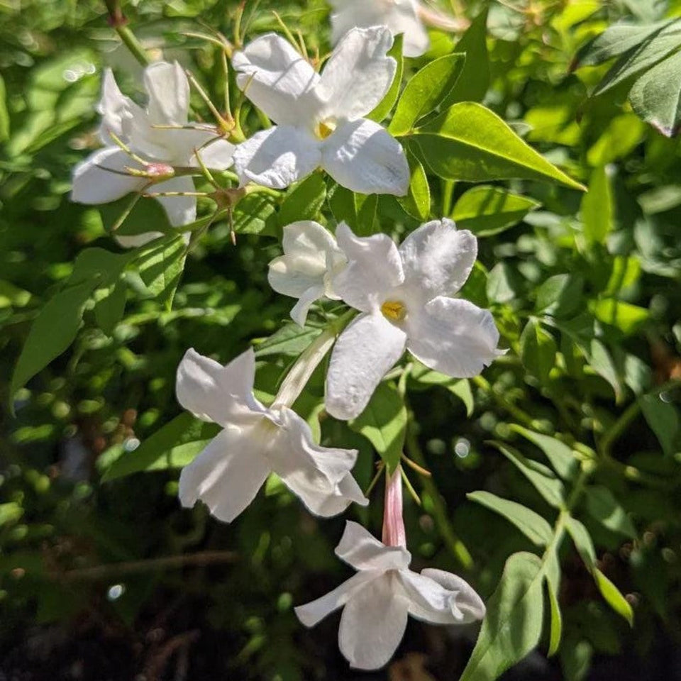 Hardy Jasmine Live Plant – Jasminum officinale – Fragrant White Flowering Vine – Perennial