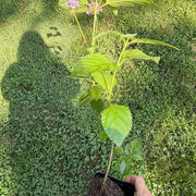 Mozelle Hardy Lantana Live Plant – Pink Blooms, Butterfly Magnet, Hardy to Zone 7b, Zones 7–11