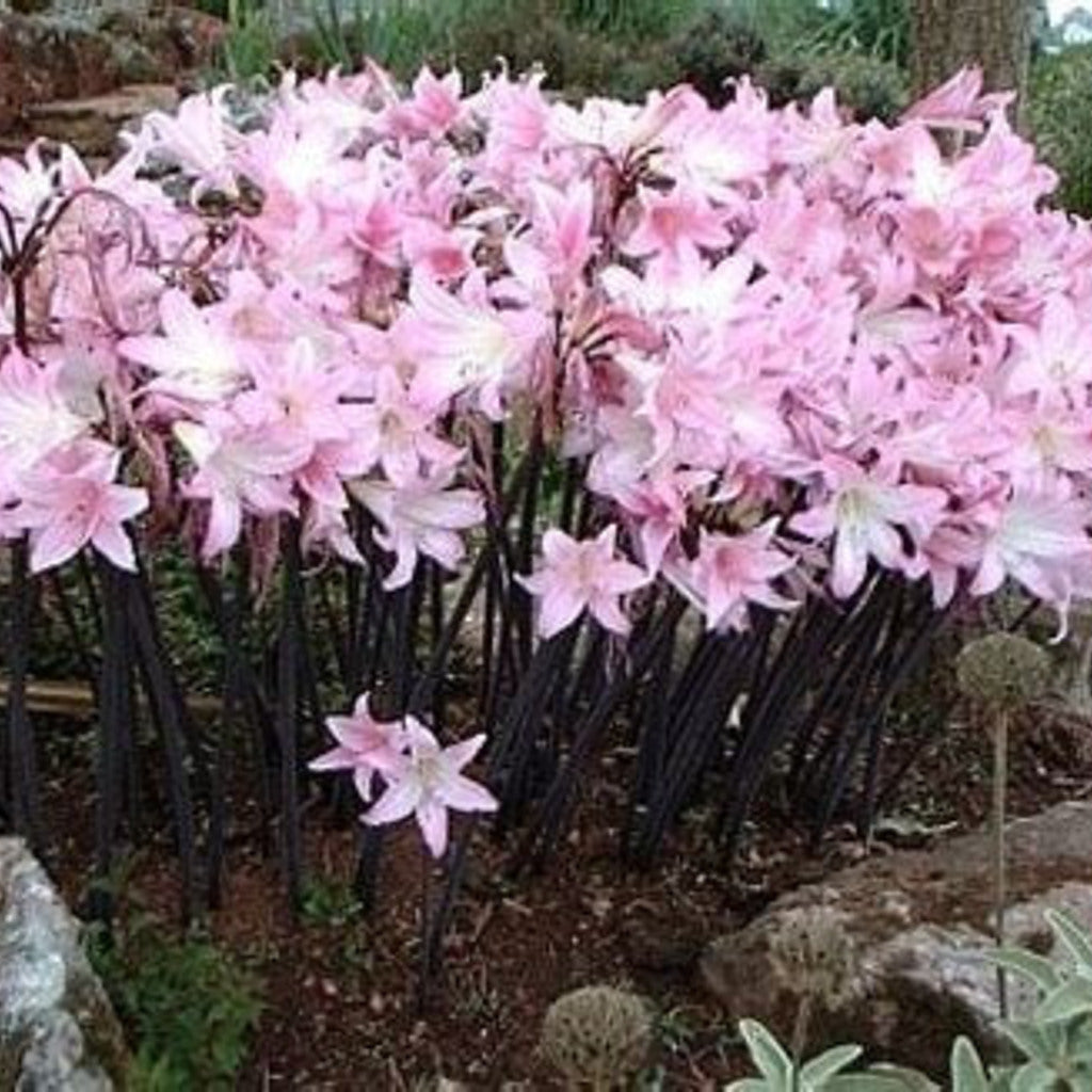 Naked Ladies Bulbs – Belladonna Lily &amp; Resurrection Lily (3 Bulbs)