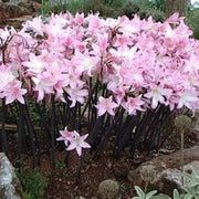 Naked Ladies Bulbs – Belladonna Lily & Resurrection Lily (3 Bulbs)