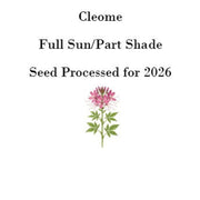 Cleome Seeds (Spider Flower) – 50 Seeds, Self-Seeding Annual, Pink & Purple Blooms