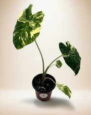Colocasia esculenta "Milky Way" Variegated - Starry Elephant Ear – 4-Inch Pot