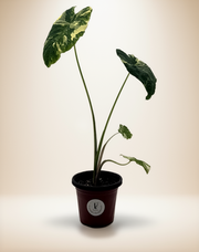 Colocasia esculenta "Milky Way" Variegated - Starry Elephant Ear – 4-Inch Pot