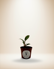 Aglaonema Siam Aurora – 3-Inch Pot