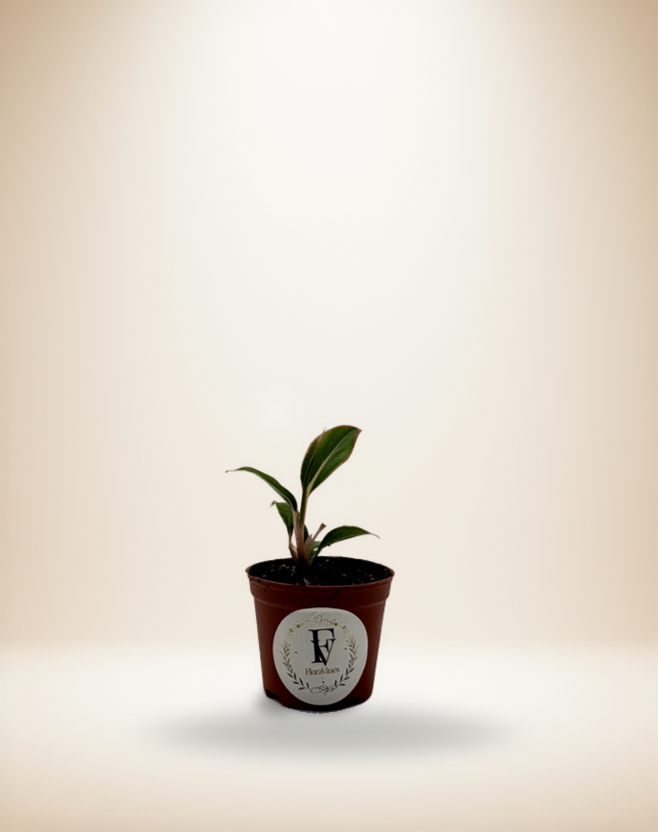 Aglaonema Siam Aurora