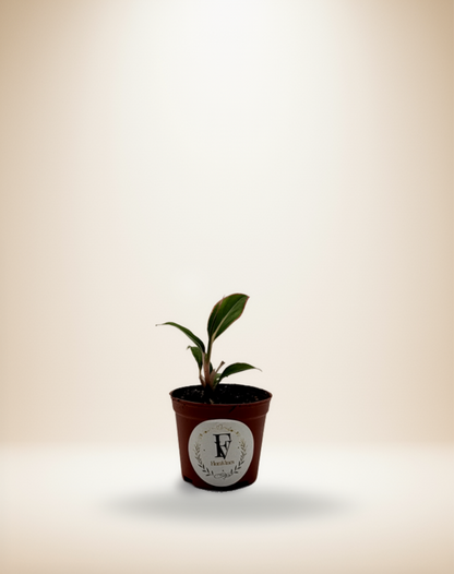 Aglaonema Siam Aurora