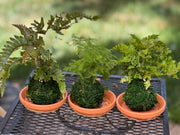 Mini Fern Kokedama Set (3-Pack) - Live Indoor Plants in Handmade Moss Balls