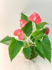 Anthurium Kokedama – Red-pink / 1 / Anthurium kokedama (pink)