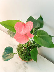 Anthurium Kokedama