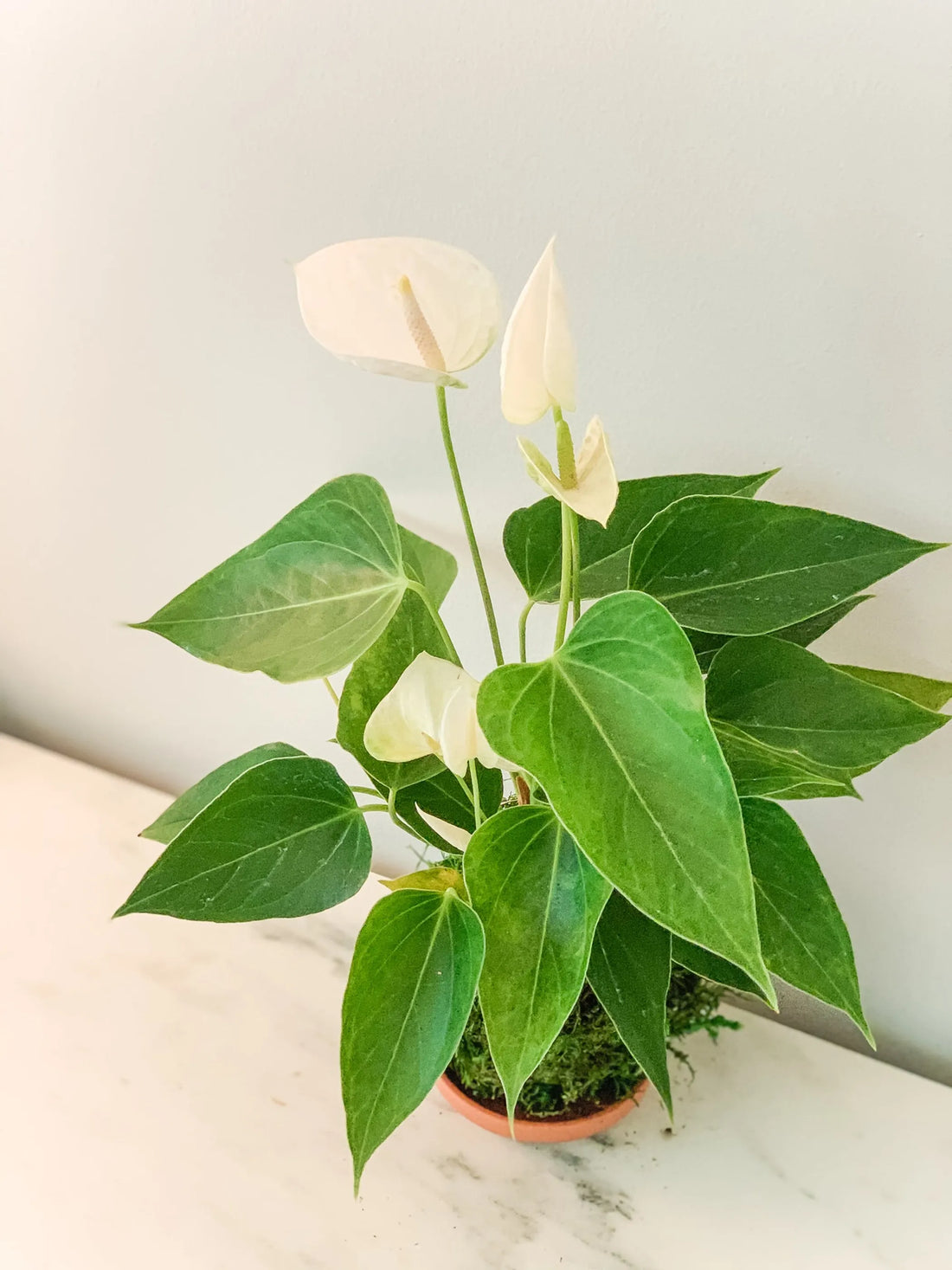 Anthurium Kokedama – Red-pink / 1 / Anthurium kokedama (red)