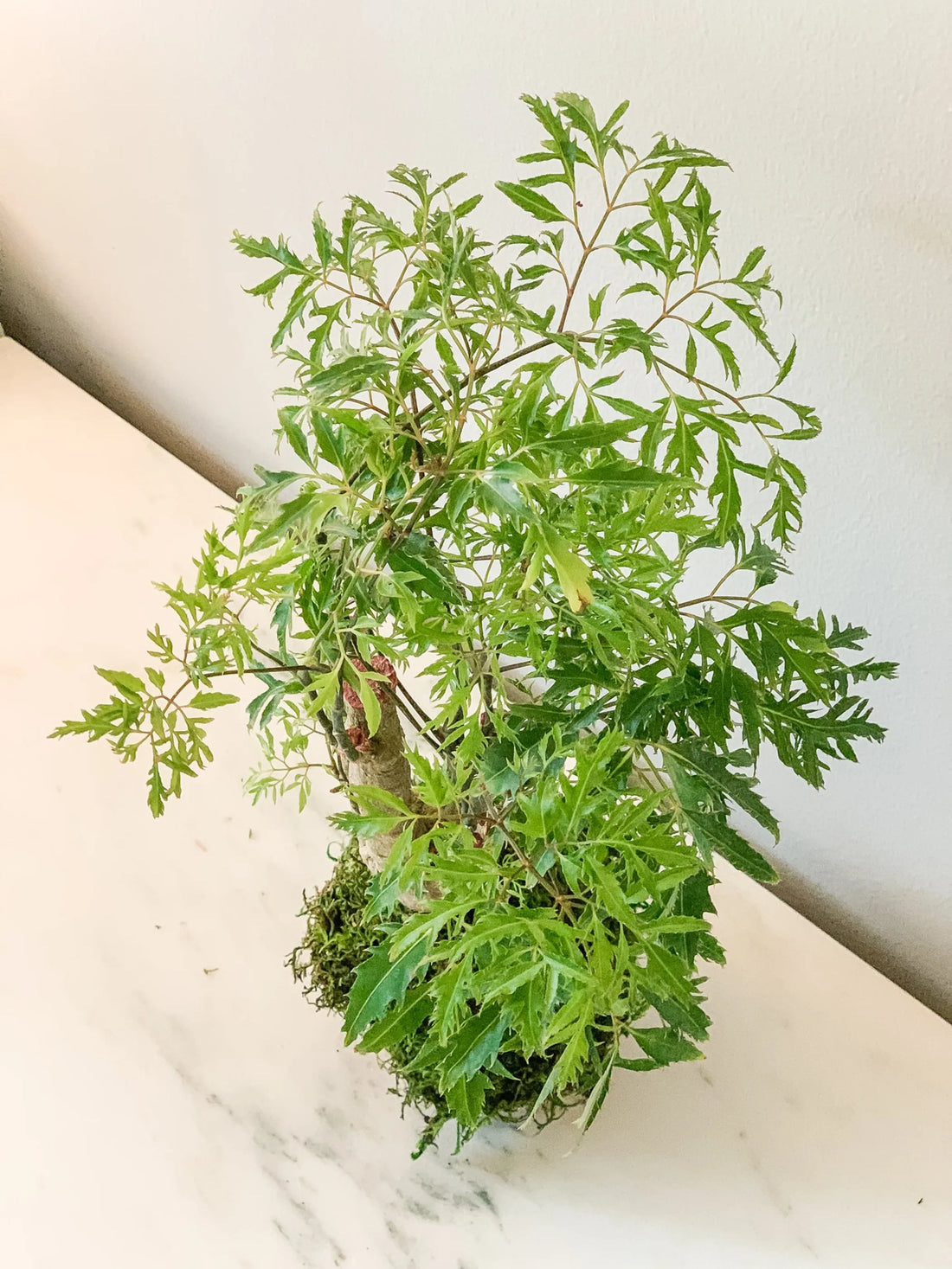 Aralia Ming Tree Kokedama