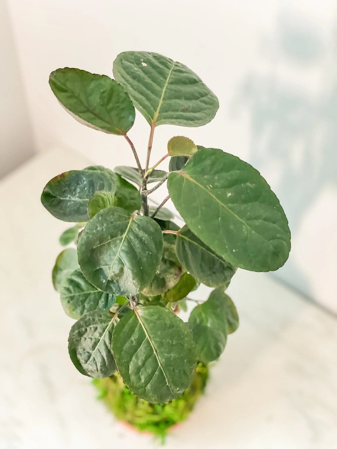 Aralia Fabian Tree Kokedama