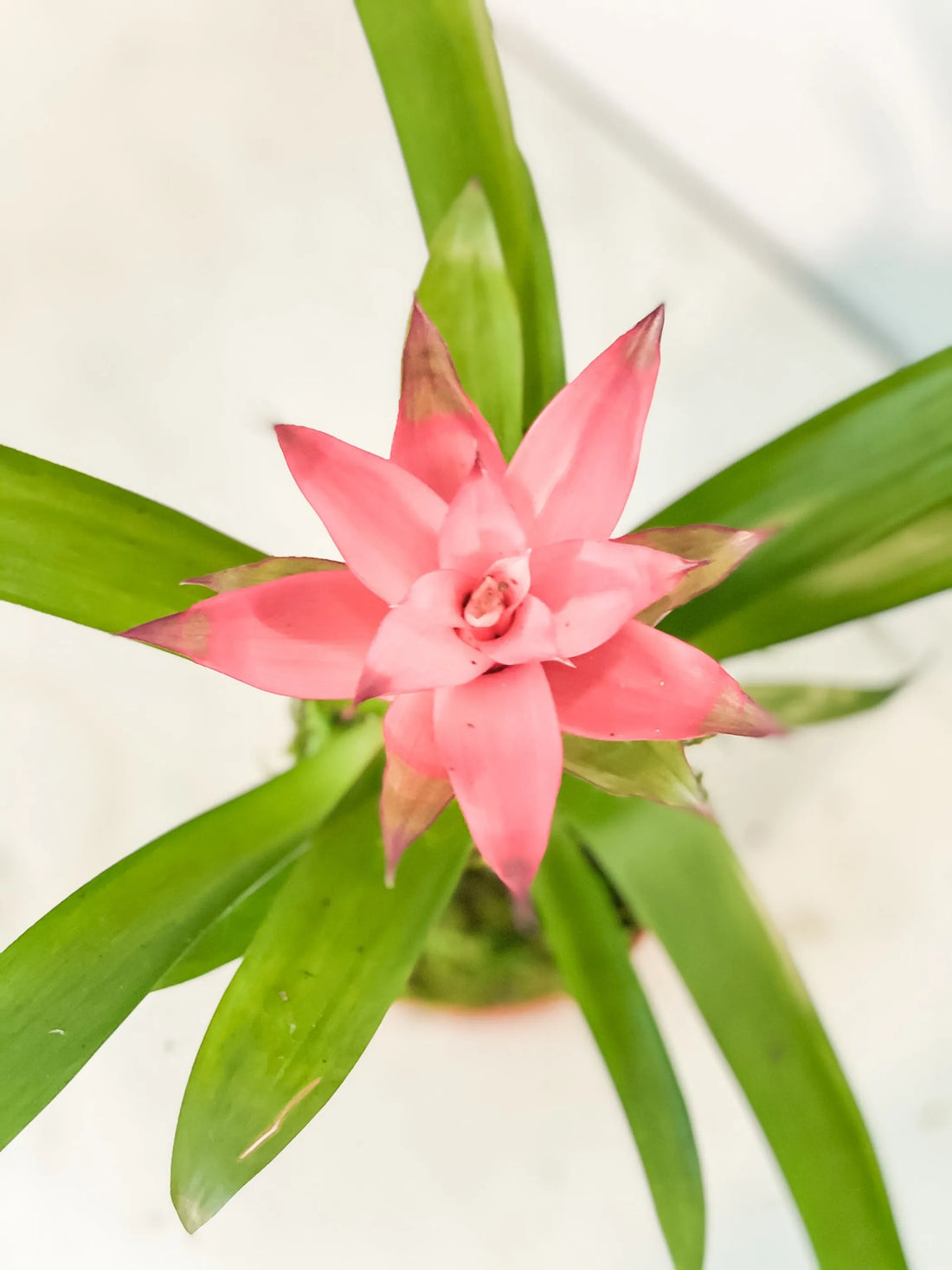 Bromeliad Kokedama – Red-pink / 1 / Bromeliad kokedama (light pink)