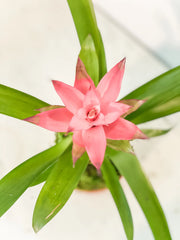 Bromeliad Kokedama