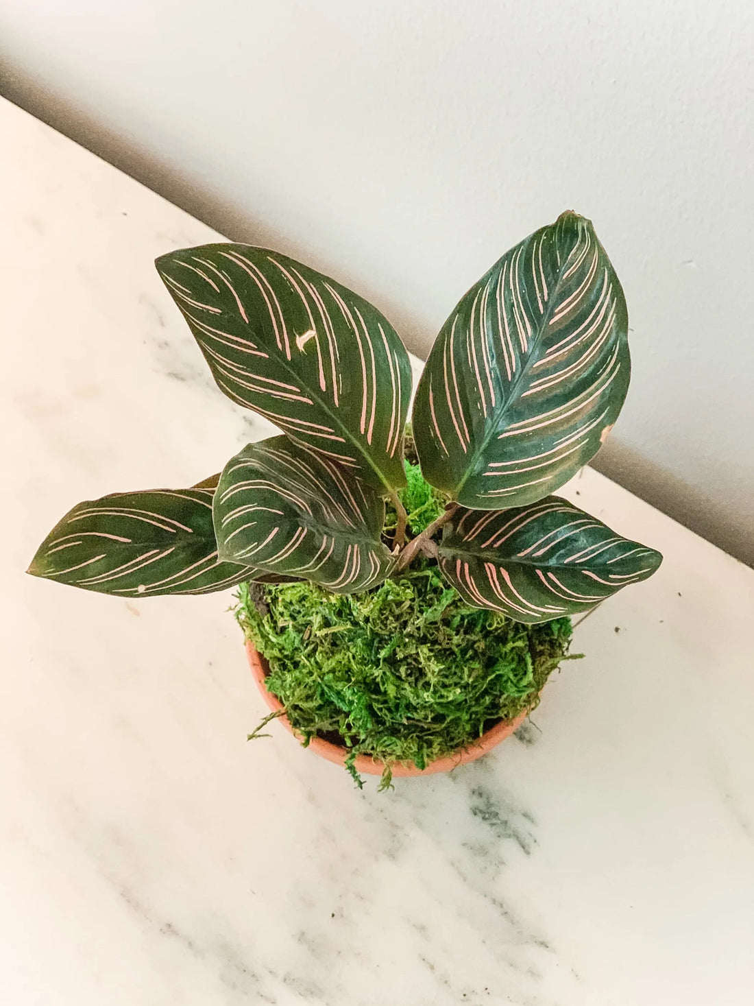 Calathea Pinstripe Kokedama