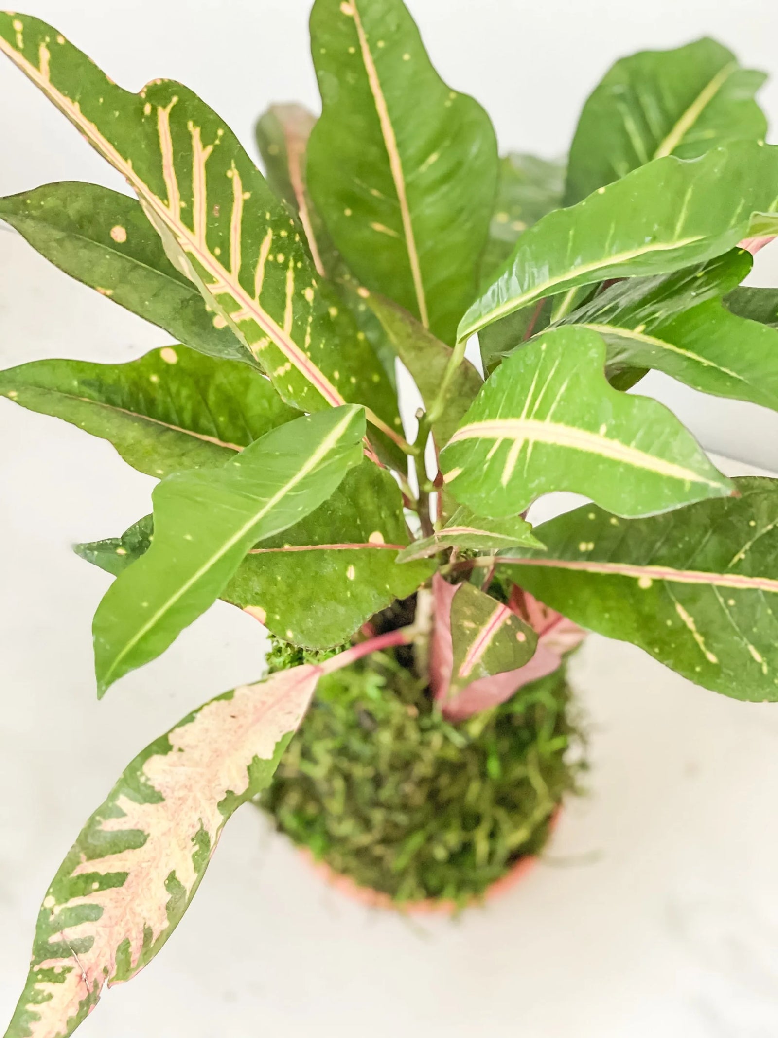 Croton Kokedama - Live Indoor Plant in Handmade Moss Ball