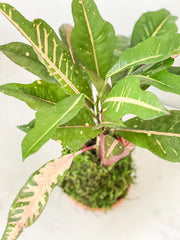 Croton Kokedama - Live Indoor Plant in Handmade Moss Ball