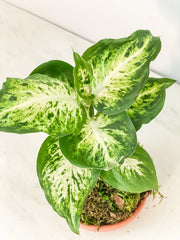 Dieffenbachia Kokedama - Live Indoor Plant in Handmade Moss Ball – 1 / Diffenbachia kokedama