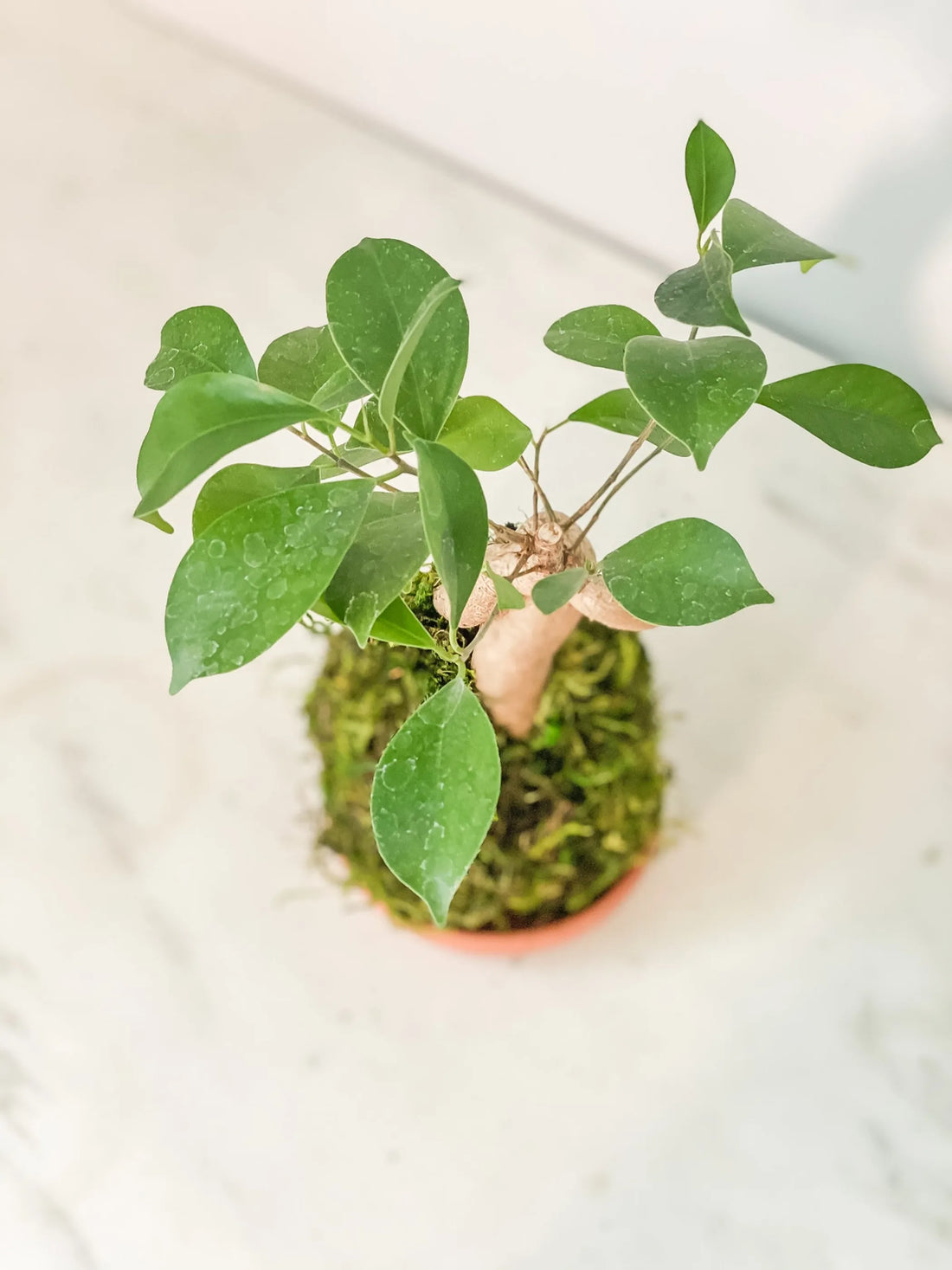 Ficus Bonsai Kokedama – 1 / Ficus bonsai kokedama
