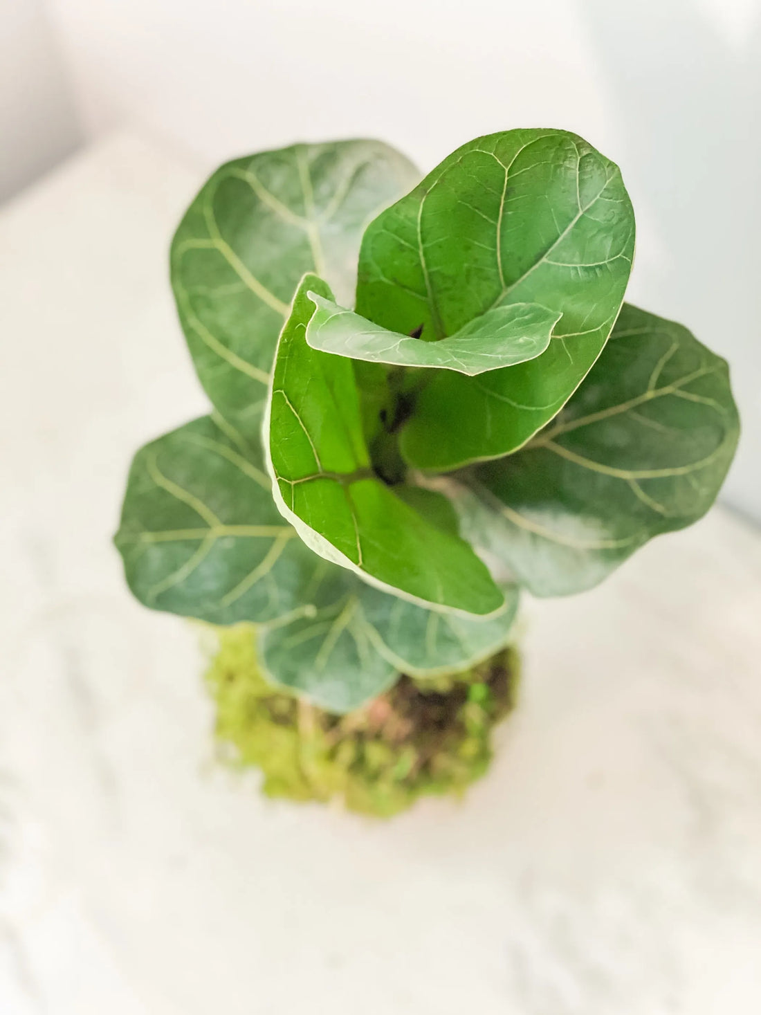 Fiddle Leaf Fig Kokedama – 1 / Fiddle leaf fig kokedama