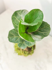 Fiddle Leaf Fig Kokedama – 1 / Fiddle leaf fig kokedama
